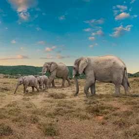 Protea Hotel Oudtshoorn Riempie Estate